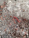 millipede snake that walks on the sand Royalty Free Stock Photo