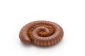 Millipede in spiral form. Royalty Free Stock Photo