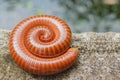 Millipede spiral Royalty Free Stock Photo