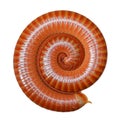 Millipede spiral Royalty Free Stock Photo
