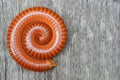 Millipede spiral