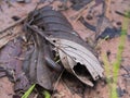 Millipede Tail in The Decay Leaf Royalty Free Stock Photo