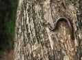 Millipede on a teak tree Royalty Free Stock Photo