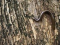Millipede on a teak tree Royalty Free Stock Photo