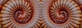 Millipede twin close-up Royalty Free Stock Photo