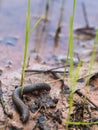Millipede Walking in The Rice Field Royalty Free Stock Photo