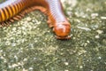 Millipede walking on the road. Royalty Free Stock Photo