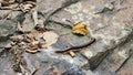 Millipede walking on stone.