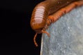 The millipede walkking Royalty Free Stock Photo