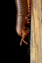 The millipede walkking on wood Royalty Free Stock Photo