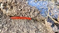 A millipede walks on dry land Royalty Free Stock Photo