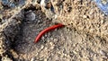 A millipede walks on dry land Royalty Free Stock Photo