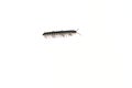 a millipede walks on the white floor Royalty Free Stock Photo
