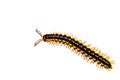 Millipede White background