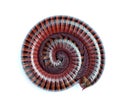 Millipede On white Backgrounds. Royalty Free Stock Photo