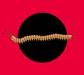 Millipede Worm Royalty Free Stock Photo