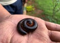 millipede worm lying in the hands of a person. Royalty Free Stock Photo