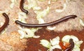 Millipede worm Royalty Free Stock Photo