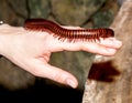 Millipede worm Royalty Free Stock Photo