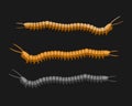 Millipede Worms Vector Royalty Free Stock Photo