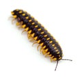 Millipede