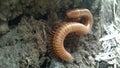 Millipedes Royalty Free Stock Photo