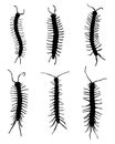 Millipedes