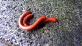 Millipedes on cement after rain with wet moss