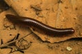 Millipedes that crawl on the ground | Brown Soil Royalty Free Stock Photo