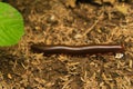 Millipedes that crawl on the ground | Brown Soil Royalty Free Stock Photo