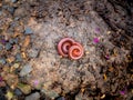 Millipedes Curled up in a Circle over The Another Royalty Free Stock Photo