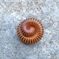 Millipedes curled up in circles to make themselves safe Royalty Free Stock Photo