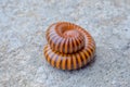Millipedes curled up in circles to make themselves safe Royalty Free Stock Photo