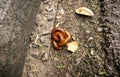Millipedes curled up in circles to make themselves safe