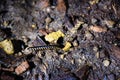 Millipedes Discovered Under a Stone 170601 0001 Royalty Free Stock Photo