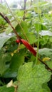 Millipedes that are feeding on a plant stalk Royalty Free Stock Photo