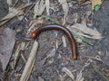 Millipedes on the floor in the forest Royalty Free Stock Photo