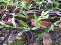 Millipedes on a grass