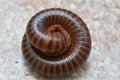 Millipedes are a group of arthropods Royalty Free Stock Photo