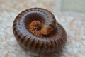 Millipedes are a group of arthropods