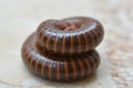 Millipedes are a group of arthropods