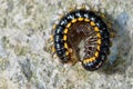 Millipedes crawling on arock texture Royalty Free Stock Photo