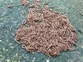 Close up view of Huge gathering of Red millipede