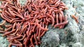 Millipede insects in the farm side