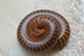 Millipedes are a group of arthropods