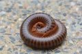 Millipedes are a group of arthropods Royalty Free Stock Photo