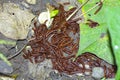 The Millipedes Group Royalty Free Stock Photo