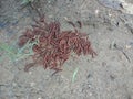Millipedes group on the textured mud surface nature background wallpaper,