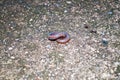 Millipedes on grunge concrete floor