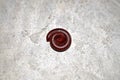 Millipedes on grunge dirty concrete floor Royalty Free Stock Photo